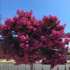 Meet your Posher, Ashkhen